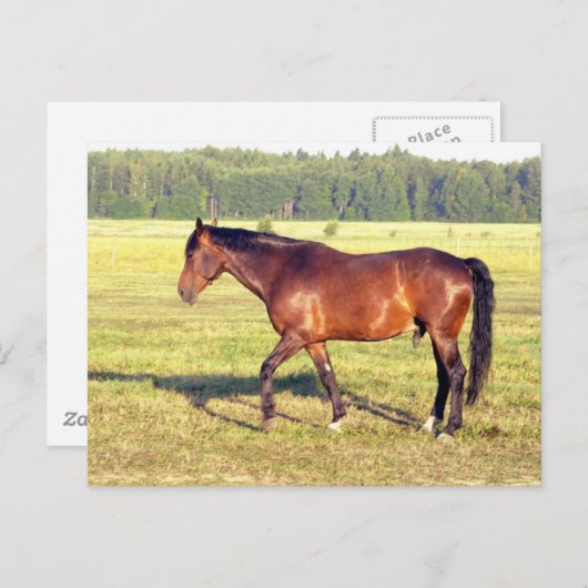 Dapped Bay Briefkaart (Voorkant / Achterkant)