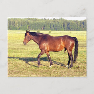 Dapped Bay Briefkaart