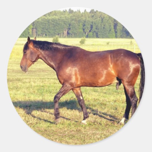 Dapped Bay Ronde Sticker (Voorkant)