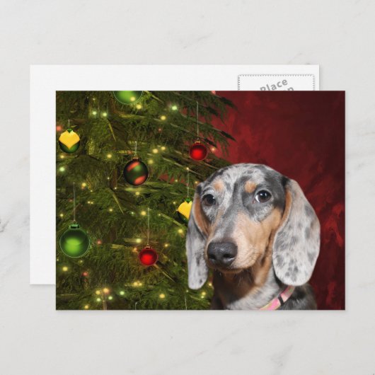 Dapped Dachshund Kerstmis Feestdagenkaart (Voorkant / Achterkant)