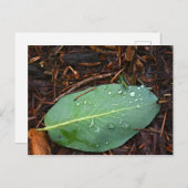 Dapped Leaf Briefkaart (Voorkant / Achterkant)