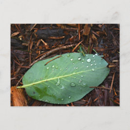 Dapped Leaf Briefkaart