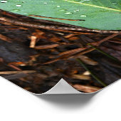 Dapped Leaf Poster (Hoek)