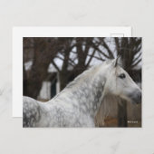 Dapple Gray Andalucian Stallion Headshot Briefkaart (Voorkant / Achterkant)