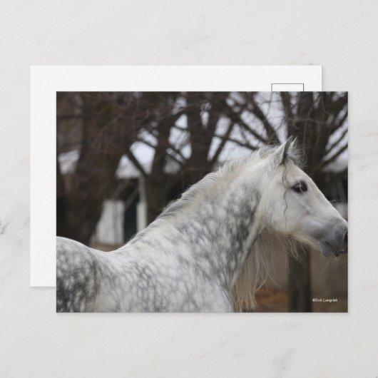 Dapple Gray Andalucian Stallion Headshot Briefkaart (Voorkant / Achterkant)
