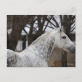 Dapple Gray Andalucian Stallion Headshot Briefkaart (Voorkant)