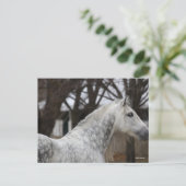 Dapple Gray Andalucian Stallion Headshot Briefkaart (Staand voorkant)