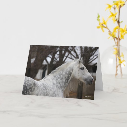 Dapple Gray Andalucian Stallion Headshot Kaart (Gele Bloem)