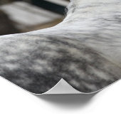 Dapple Gray Andalucian Stallion Headshot Poster (Hoek)