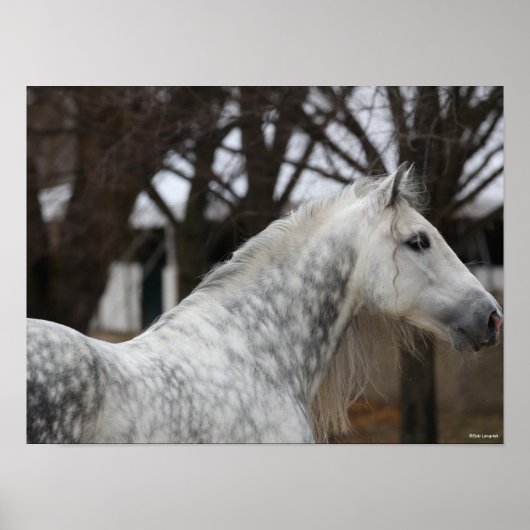 Dapple Gray Andalucian Stallion Headshot Poster (Voorkant)
