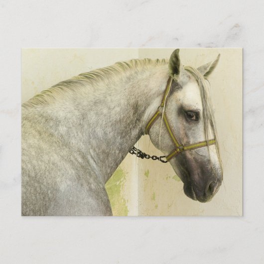 Dapple Gray Andalusië Horse Briefkaart (Voorkant)