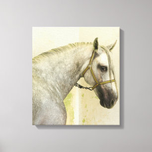 Dapple Gray Andalusië Horse Canvas Afdruk
