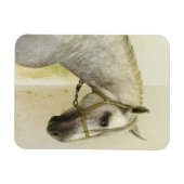 Dapple Gray Andalusië Horse Magneet (Horizontaal)