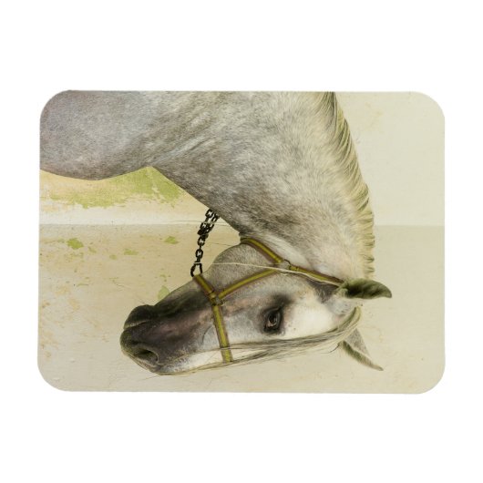 Dapple Gray Andalusië Horse Magneet (Horizontaal)
