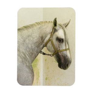 Dapple Gray Andalusië Horse Magneet