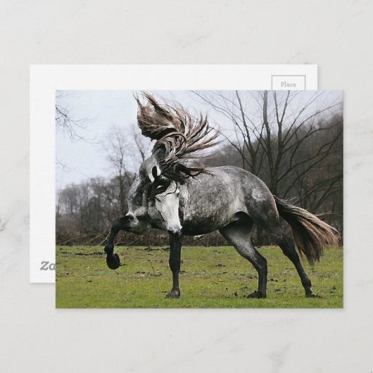 Dapple Gray Briefkaart (Voorkant / Achterkant)