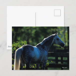 Dapple Gray Hanoverian Stallion Permanent Briefkaart