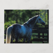 Dapple Gray Hanoverian Stallion Permanent Briefkaart (Voorkant)