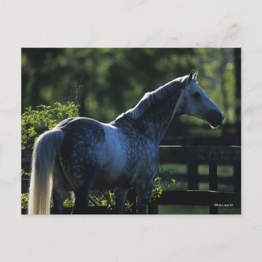 Dapple Gray Hanoverian Stallion Permanent Briefkaart (Voorkant)