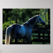 Dapple Gray Hanoverian Stallion Permanent Poster (Voorkant)