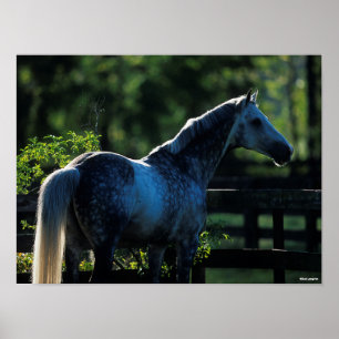 Dapple Gray Hanoverian Stallion Permanent Poster