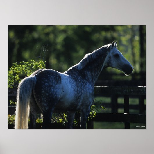 Dapple Gray Hanoverian Stallion Permanent Poster (Voorkant)