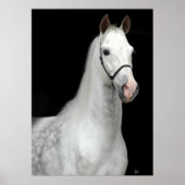 Dapple Gray Horse Poster (Voorkant)
