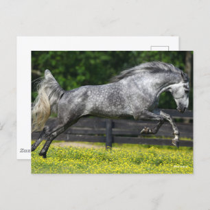 Dapple Gray Rocky Mountain Horse Leaping Briefkaart