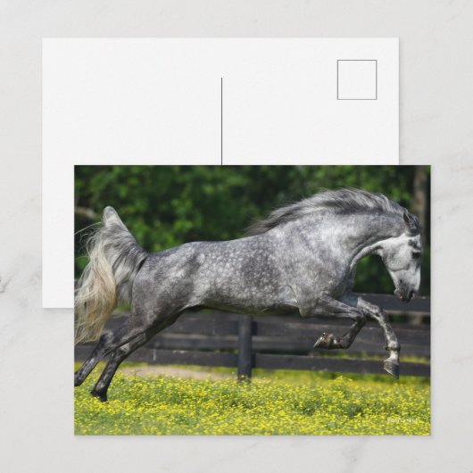 Dapple Gray Rocky Mountain Horse Leaping Briefkaart (Voorkant / Achterkant)