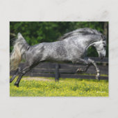 Dapple Gray Rocky Mountain Horse Leaping Briefkaart (Voorkant)