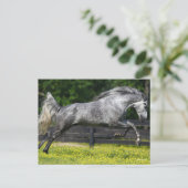 Dapple Gray Rocky Mountain Horse Leaping Briefkaart (Staand voorkant)
