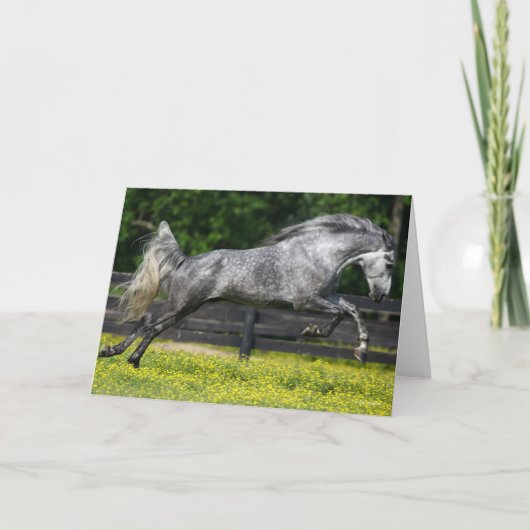 Dapple Gray Rocky Mountain Horse Leaping Kaart (Voorkant)