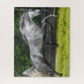 Dapple Gray Rocky Mountain Horse Leaping Legpuzzel (Verticaal)