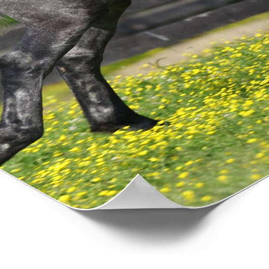 Dapple Gray Rocky Mountain Horse Leaping Poster (Hoek)