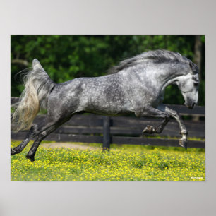 Dapple Gray Rocky Mountain Horse Leaping Poster
