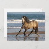 Dapple Grey Andalucian Stallion op strand Briefkaart (Voorkant / Achterkant)