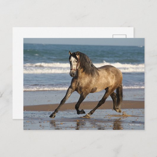 Dapple Grey Andalucian Stallion op strand Briefkaart (Voorkant / Achterkant)