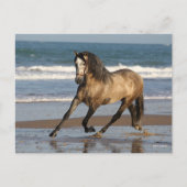 Dapple Grey Andalucian Stallion op strand Briefkaart (Voorkant)