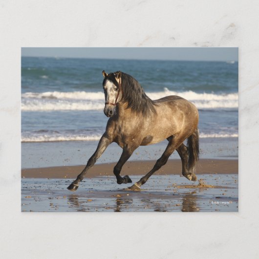 Dapple Grey Andalucian Stallion op strand Briefkaart (Voorkant)