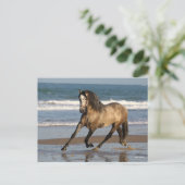 Dapple Grey Andalucian Stallion op strand Briefkaart (Staand voorkant)