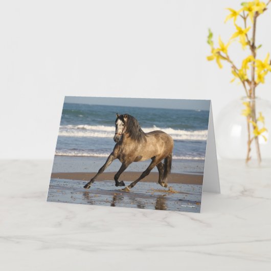 Dapple Grey Andalucian Stallion op strand Kaart (Gele Bloem)