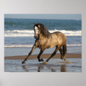 Dapple Grey Andalucian Stallion op strand Poster (Voorkant)