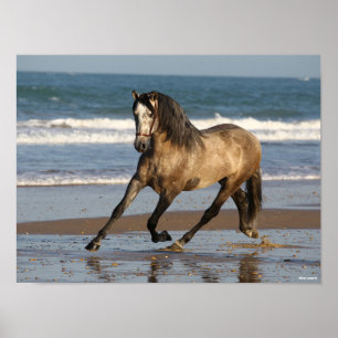Dapple Grey Andalucian Stallion op strand Poster