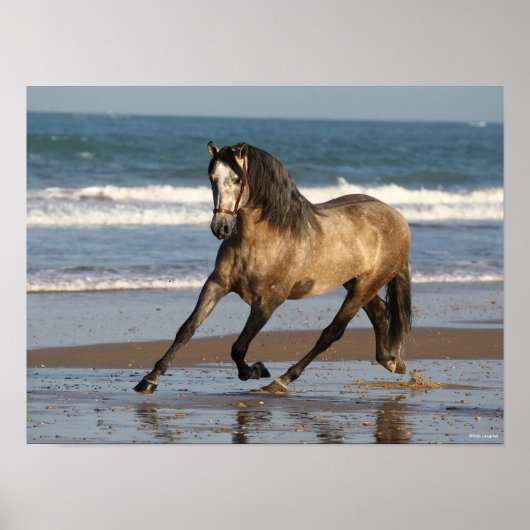 Dapple Grey Andalucian Stallion op strand Poster (Voorkant)