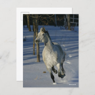 Dapple Grey Trakehner die in de sneeuw loopt Briefkaart