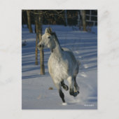 Dapple Grey Trakehner die in de sneeuw loopt Briefkaart (Voorkant)