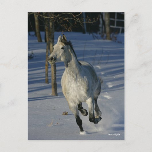 Dapple Grey Trakehner die in de sneeuw loopt Briefkaart (Voorkant)