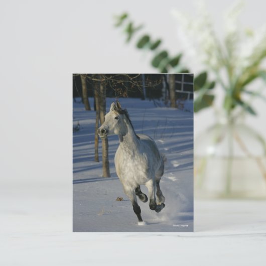 Dapple Grey Trakehner die in de sneeuw loopt Briefkaart (Staand voorkant)