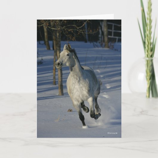 Dapple Grey Trakehner die in de sneeuw loopt Kaart (Voorkant)