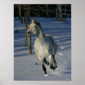 Dapple Grey Trakehner die in de sneeuw loopt Poster (Voorkant)